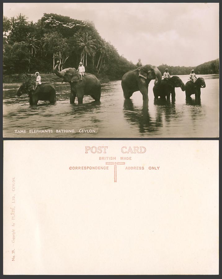 Ceylon Old Real Photo Postcard Tame Elephants Bathing, Elephant Rider Palm Trees