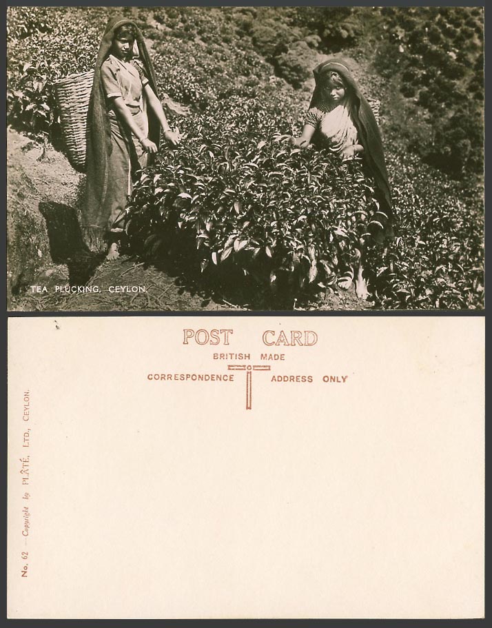 Ceylon Old Real Photo Postcard TEA PLUCKING Native Girls Pluckers Ethnic Life 62