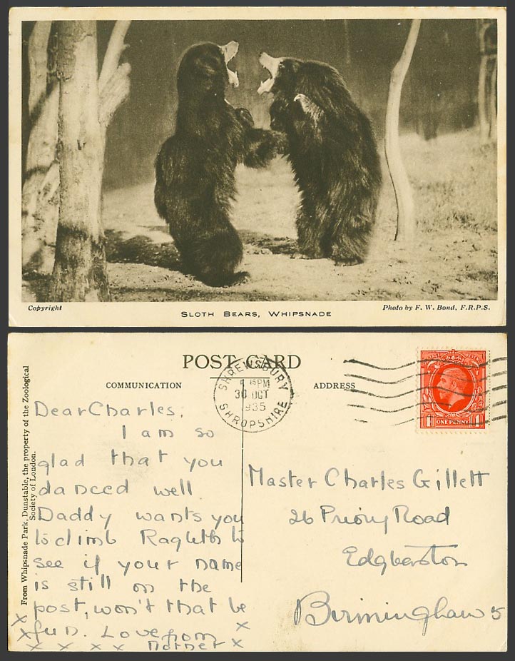 SLOTH BEARS Fighting, Whipsnade Park, Bear Zoo Gardens 1935 Old Postcard FW Bond