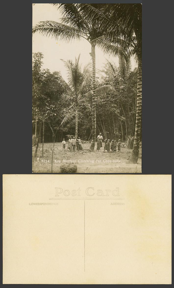 Singapore Old Real Photo Postcard Kra Monkey Climbing for Coco-nuts Coconuts Boy