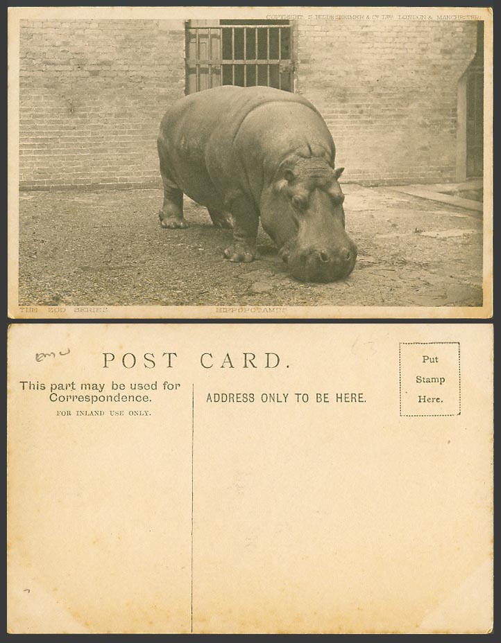 Hippopotamus Hippo. Animal The Zoo Series Old Postcard S. Hildesheimer & Co. Ltd