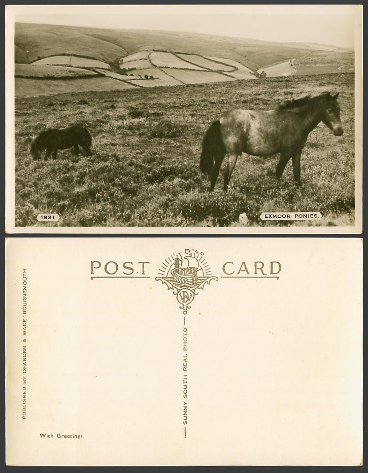 Exmoor Ponies Horses Pony Horse Animals Hills Devon Old Real Photo Postcard 1831