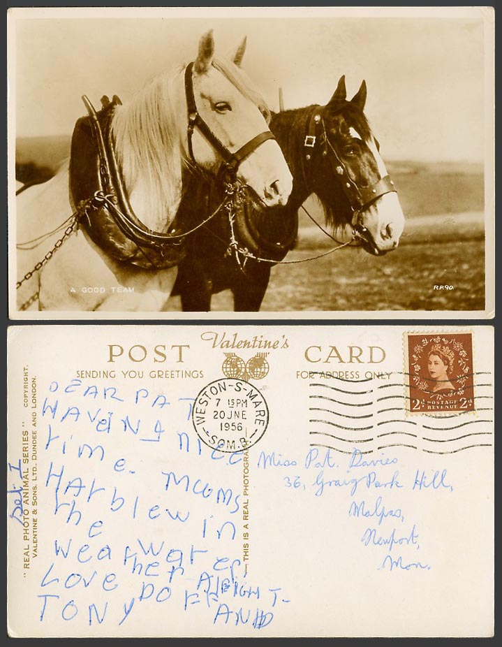 Horse Pony Horses Ponies, A Good Team, Animals 1956 Old Real Photo Postcard RP90