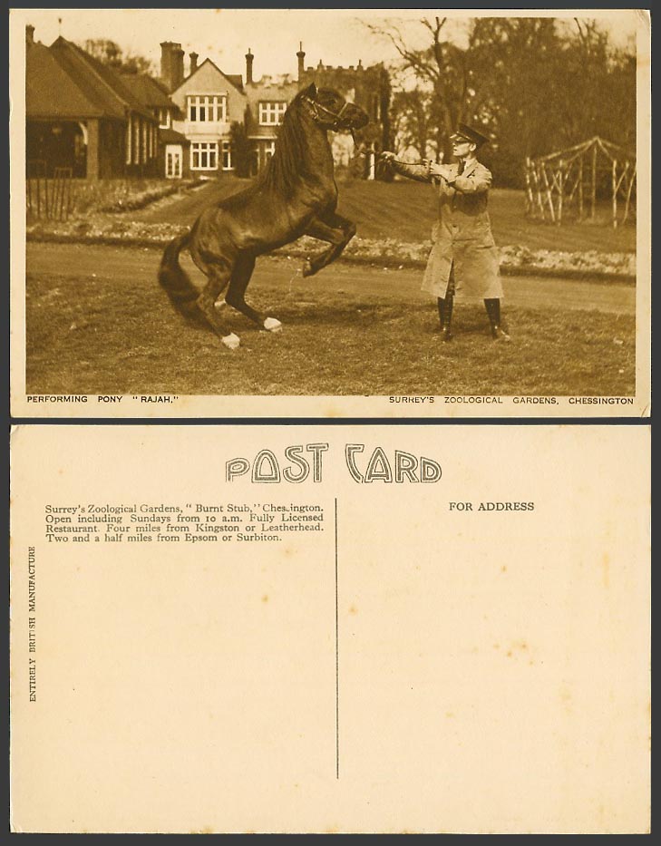 Performing Pony Horse Rajah Surrey's Zoological Gardens Chessington Old Postcard