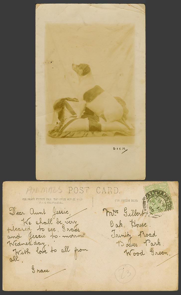 Dog Puppy on Cushion or Pillow KE7 1/2d 1908 Old Real Photo Postcard Pet Animal