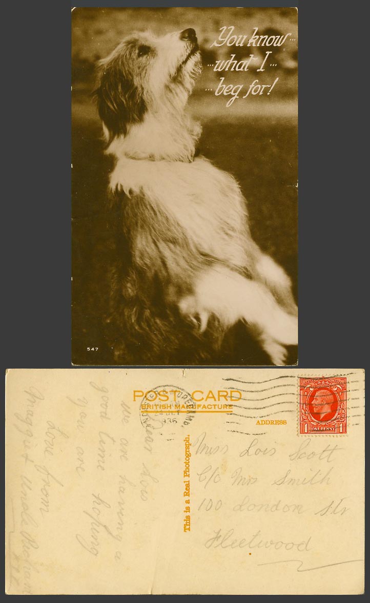 Dog Puppy Begging - You Know What I Beg For 1936 Old Real Photo Postcard Animal