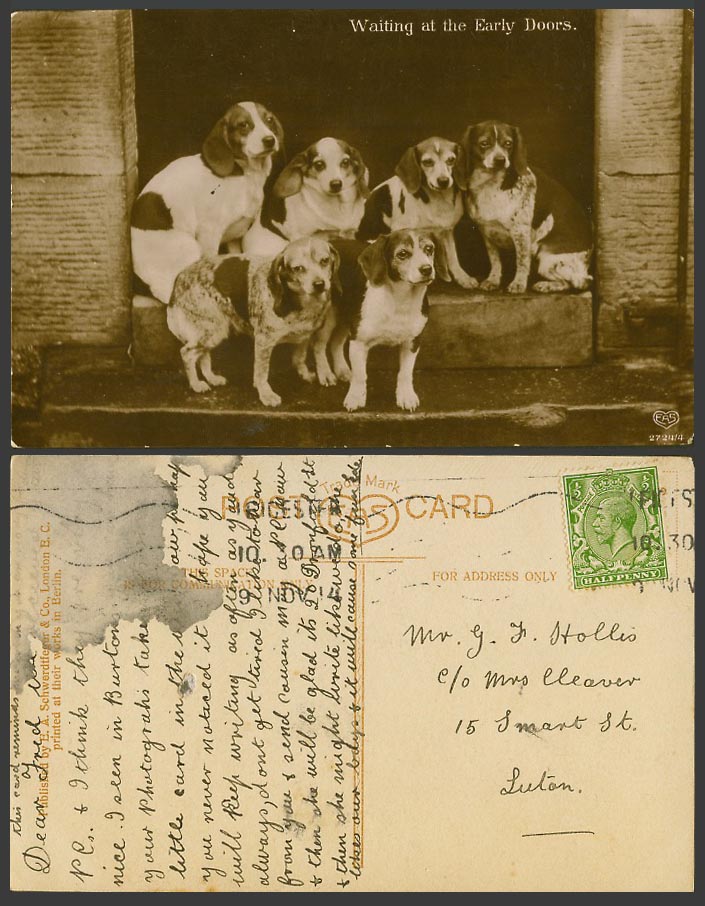 6 Dogs Puppies Waiting at the Early Doors Dog Puppy 1914 Old Real Photo Postcard