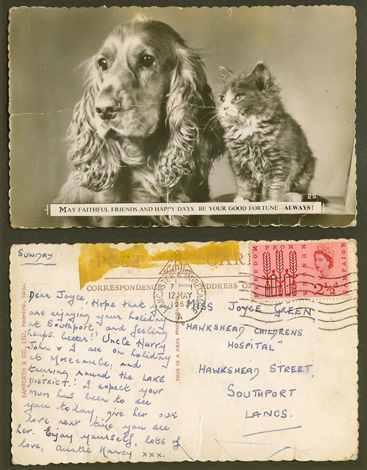 Cocker Spaniel Dog Puppy Cat Kitten Faithful Friends Happy Day 1963 Old Postcard