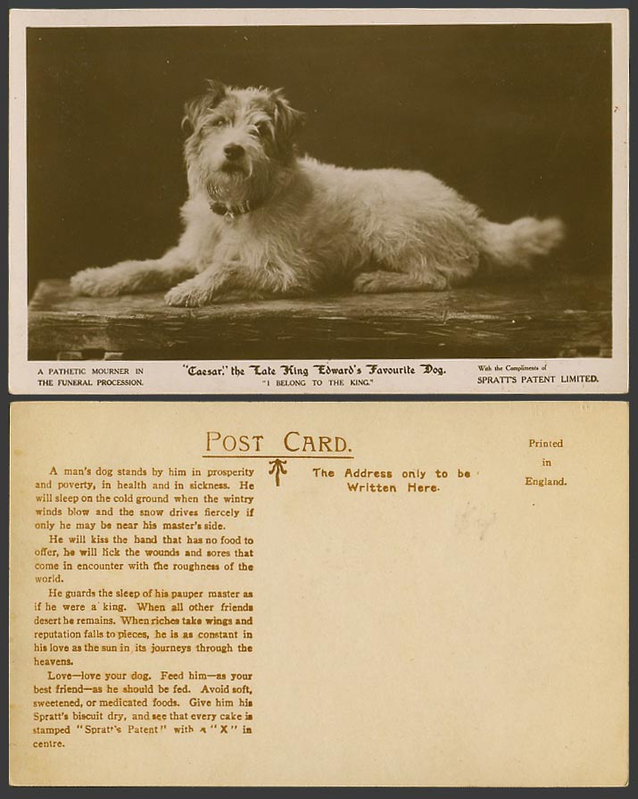 CAESAR, Wire Fox Terrier, The Late King Edward's Favorite Dog Old Photo Postcard