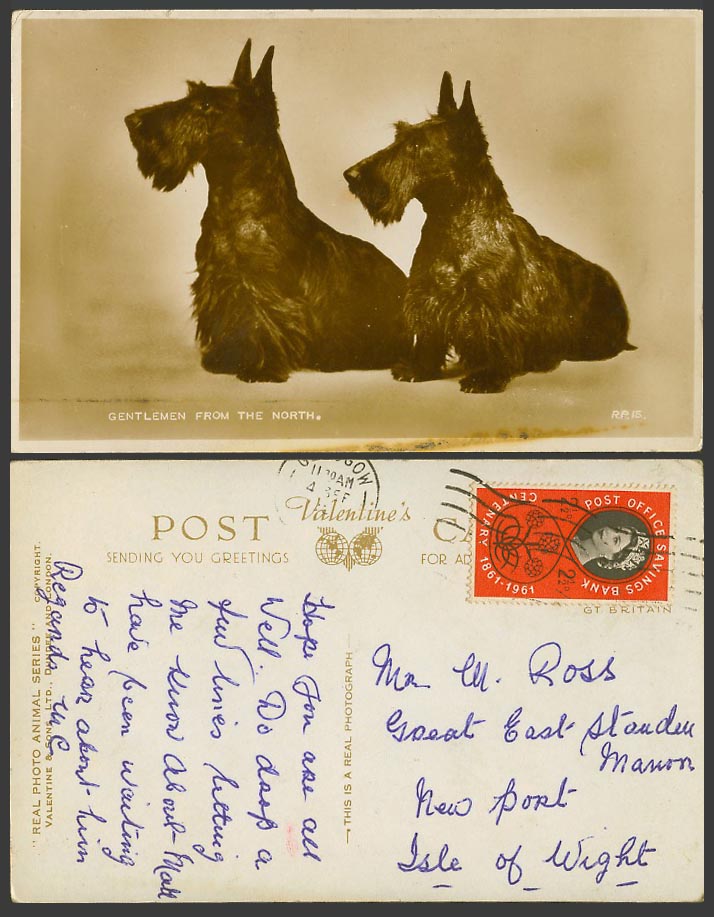 Scottie Dog Scottish Terrier Dogs Puppies, Gentlemen from The North Old Postcard