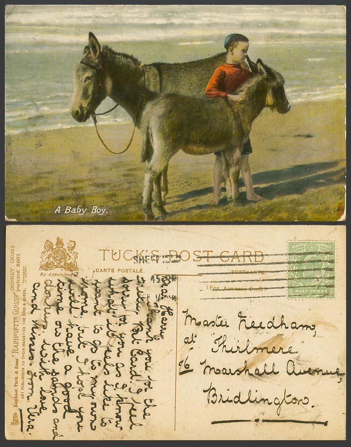 Donkeys Donkey Cub A Baby Boy Beach 1911 Old Colour Postcard Tuck's Donkey Chums