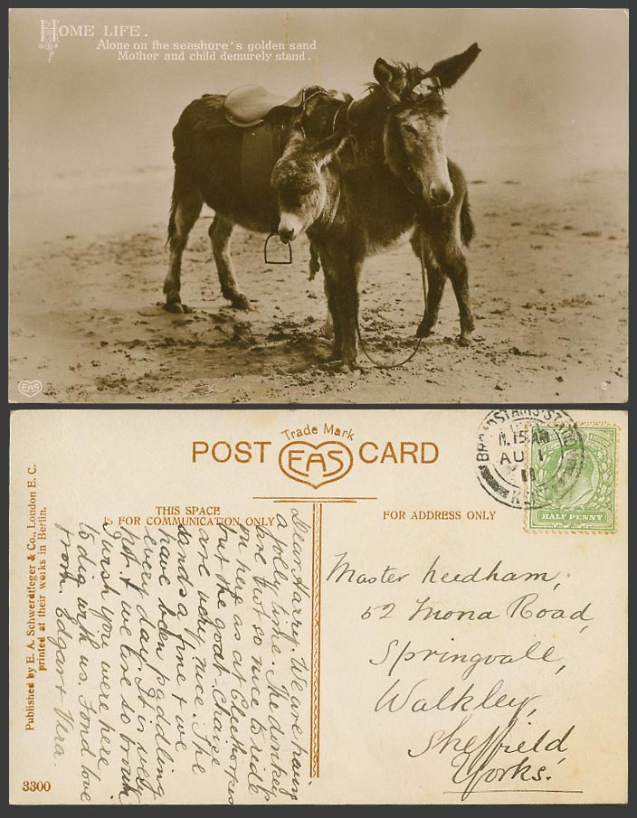 Donkeys Donkey Cub Mother and Child Seashore Golden Sand Beach 1911 Old Postcard