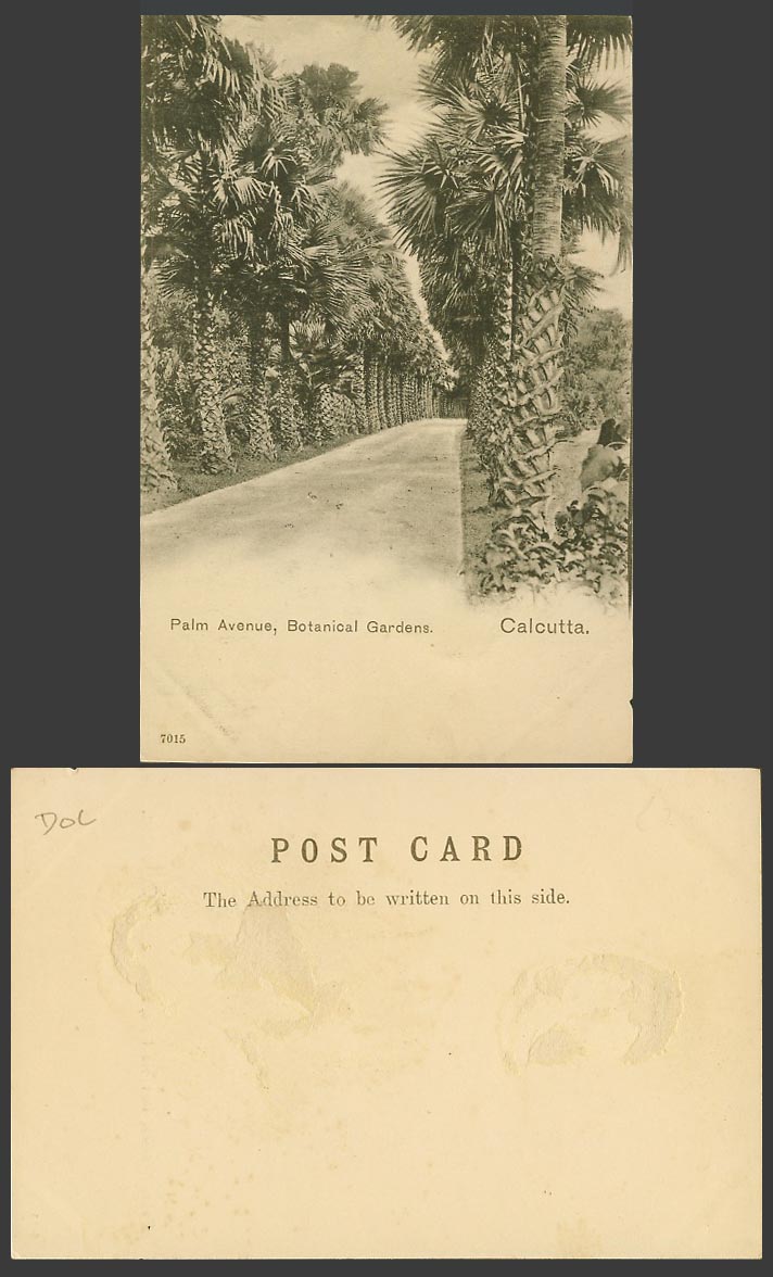 India Old UB Postcard Palm Avenue Botanical Gardens Calcutta Palm Trees No. 7015