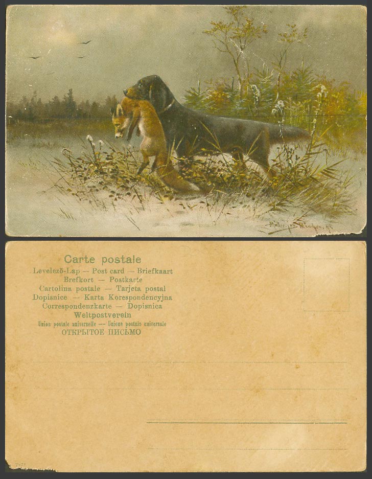 Mueller Jun Munchen Artist Signed Old UB Postcard Black Hunting Dog Caught a Fox