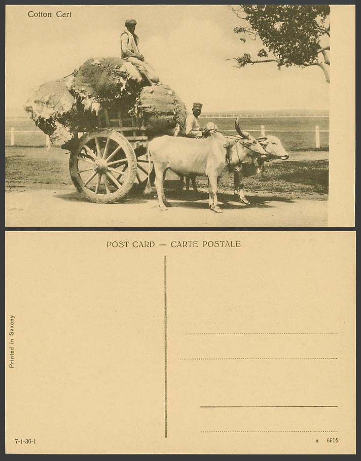 India Old Postcard COTTON CART Native Double Bullock Cattle & Driver Ethnic Life