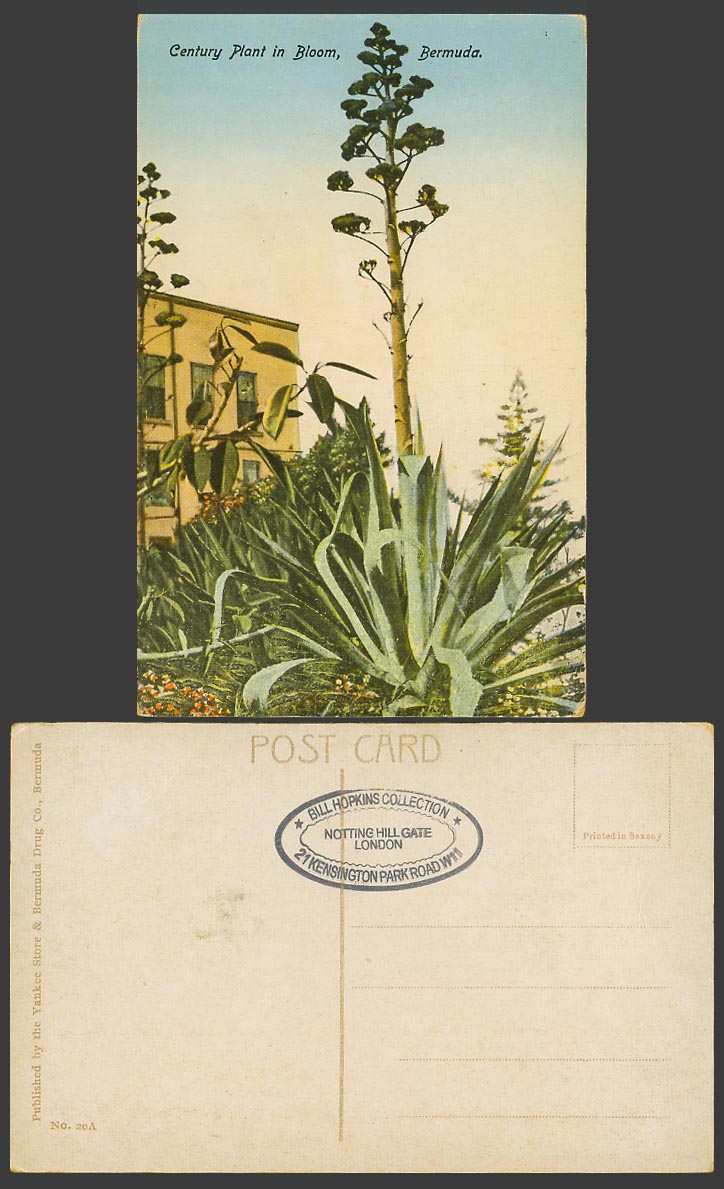 Bermuda Old Colour Postcard Century Plant in Bloom Blossoms The Yankee Store 20A