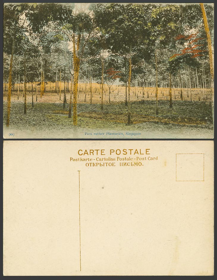 Singapore Old Hand Tinted Postcard Para Rubber Plantation Rubber Trees No. (48)