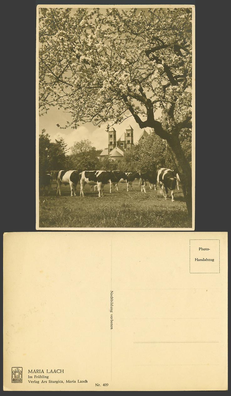 Germany Old Real Photo Postcard Maria Laach Abbey Cattle Cow In The Spring N.409