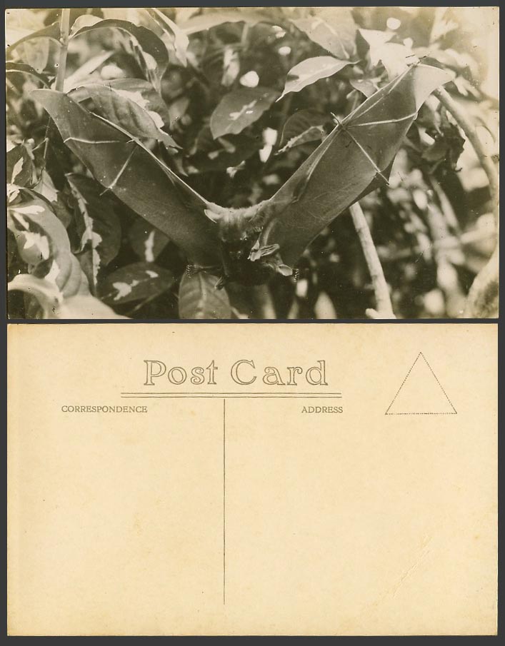 BAT - Malay Animal, Malaya Straits Settlements Singapore Old Real Photo Postcard