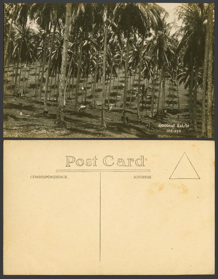 Singapore Malaya Old Real Photo Postcard Malay Coconut Estate Palm Trees, Cattle