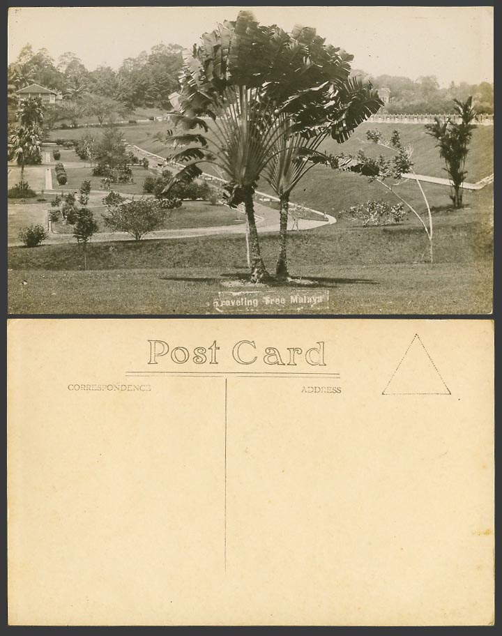 Singapore Old Real Photo Postcard Malaya Traveller's Palm Travelling Tree Garden