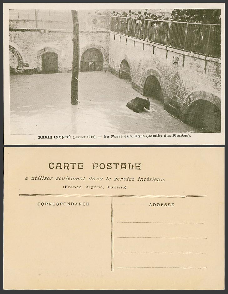 PARIS FLOOD 1910 Old Postcard Fosse aux Ours Jardin des Plantes Bear Pit Flooded