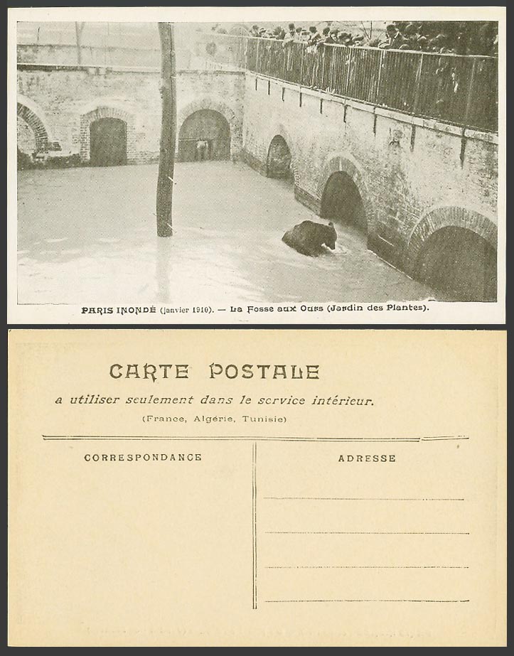 PARIS FLOOD 1910 Old Postcard Bear Pit, Botanic Botanical Garden, Fosse aux Ours