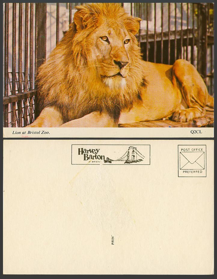 LION at Bristol, Zoo Animal in Cage, Early Colour Postcard Harvey Barton Q2CL