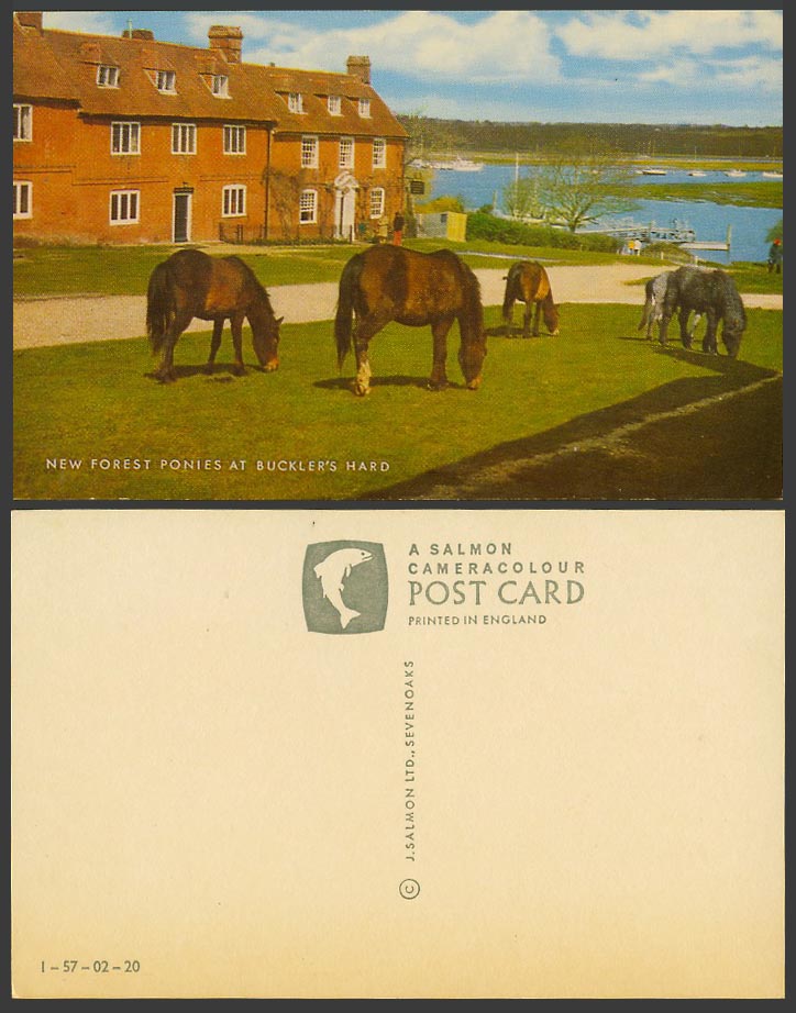 New Forest Ponies at Buckler's Hard, Horses Pony Horse, Hampshire Old Postcard
