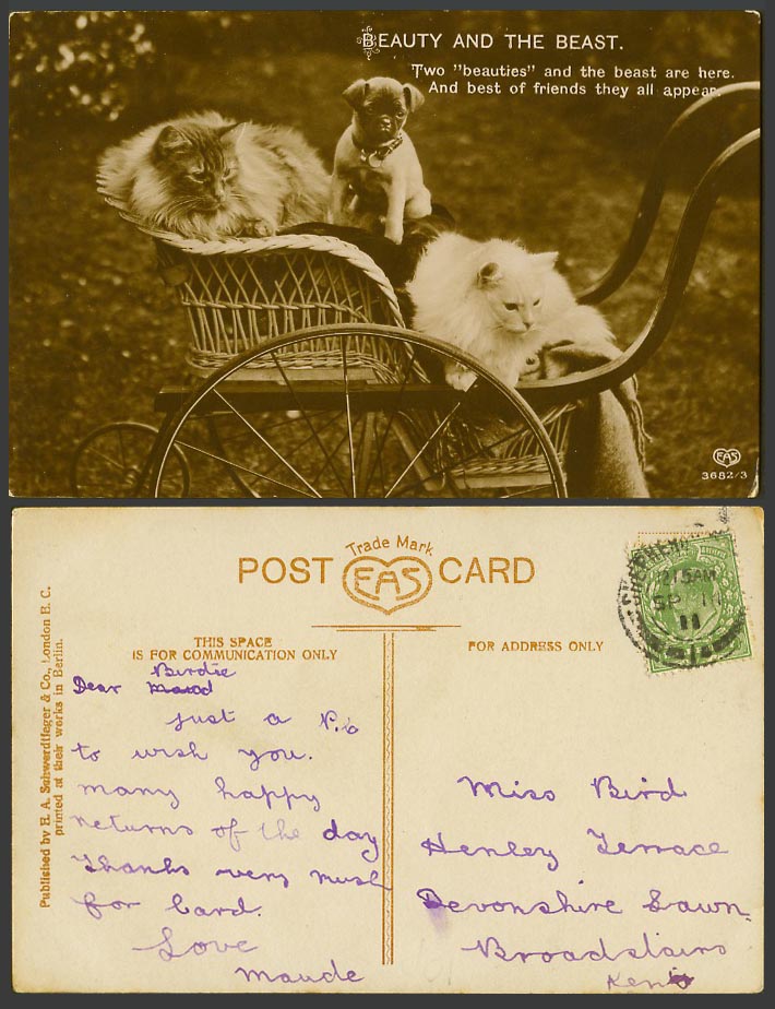 Persian Cats Kittens Bulldog Bull Dog Puppy Beauty & The Beast 1911 Old Postcard