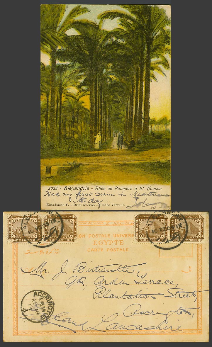 Egypt 1mx4 1905 Old UB Postcard Alexandria Allee de Palmiers El Noussa Palm Tree