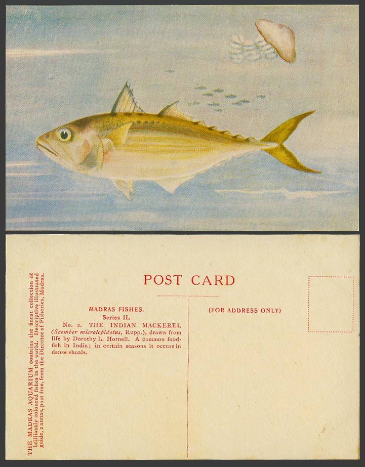 Indian Mackerel Food Fish & Jellyfish Madras Fishes Dorothy Hornell Old Postcard