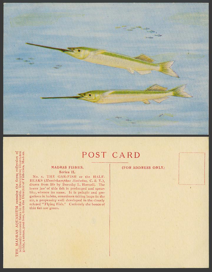 GAR FISH Flying Madras Fishes Half-Beaks India, Dorothy Hornell ART Old Postcard