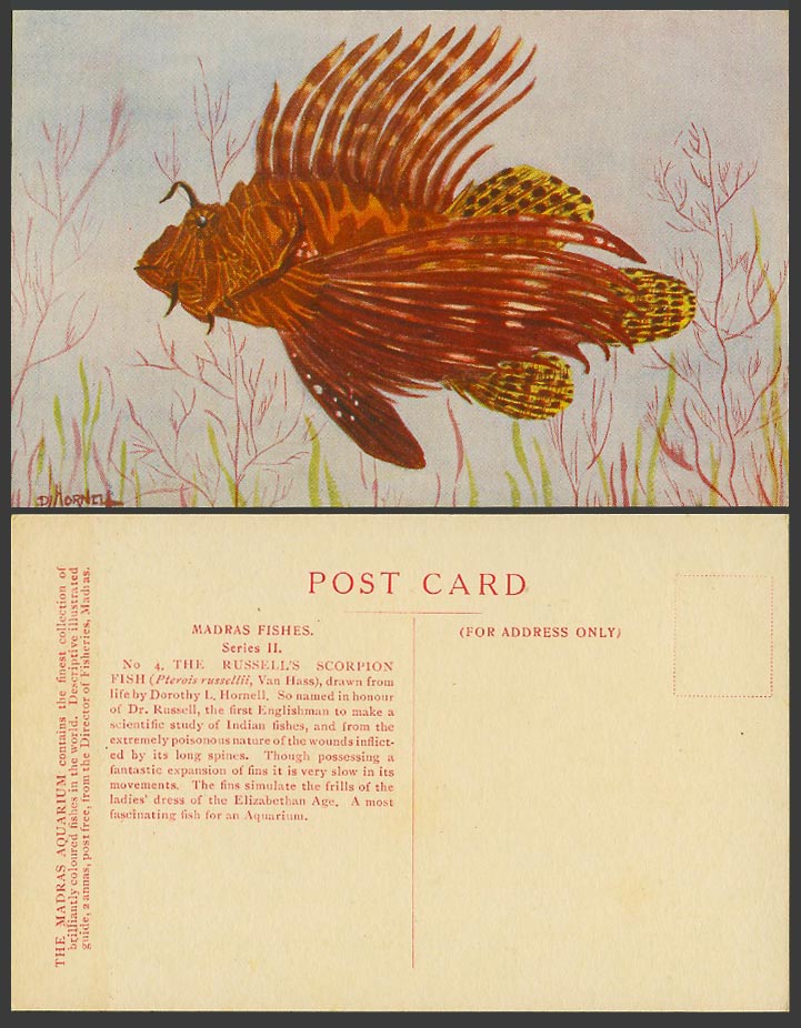 India The Russell's Scorpion Fish Madras Fishes D.L. Hornell Signed Old Postcard