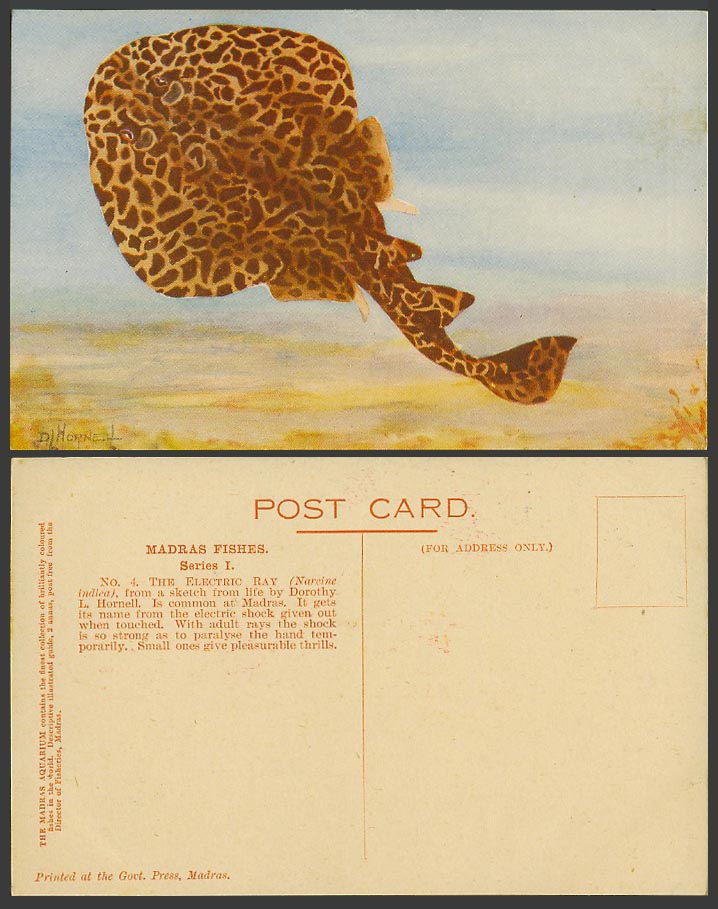 India, Electric Ray Fish, Madras Fishes, D.L. Hornell Artist Signed Old Postcard