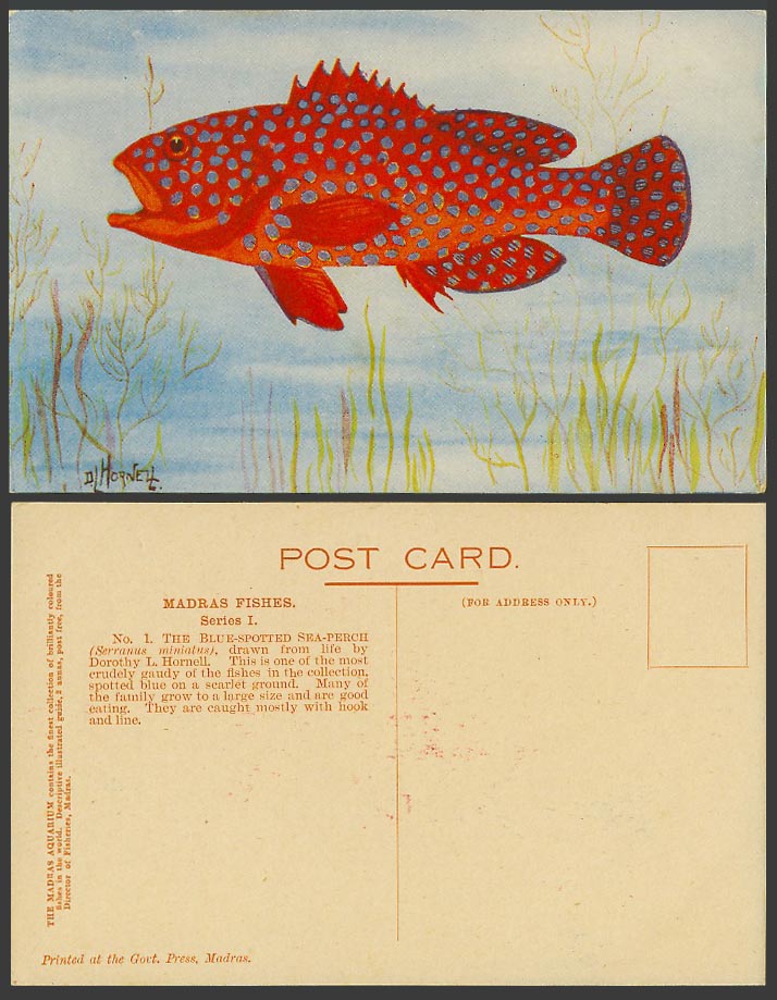 India The Blue Spotted Sea Perch Fish Madras Fishes by D.L. Hornell Old Postcard