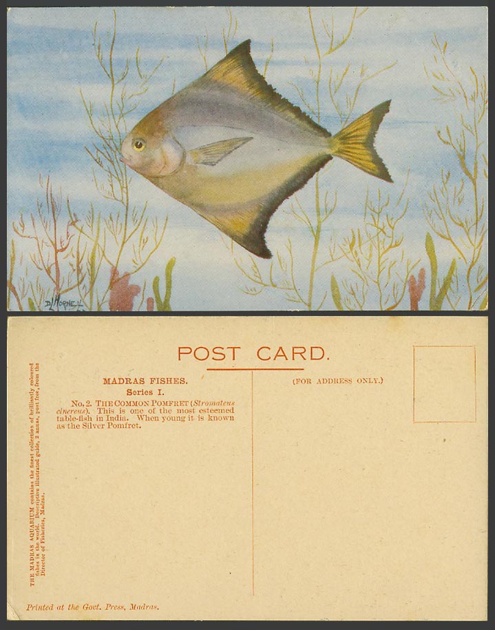 DL Hornel Artist Signed Silver Common Pomfret Fish Madras Fishes Old Postcard I.