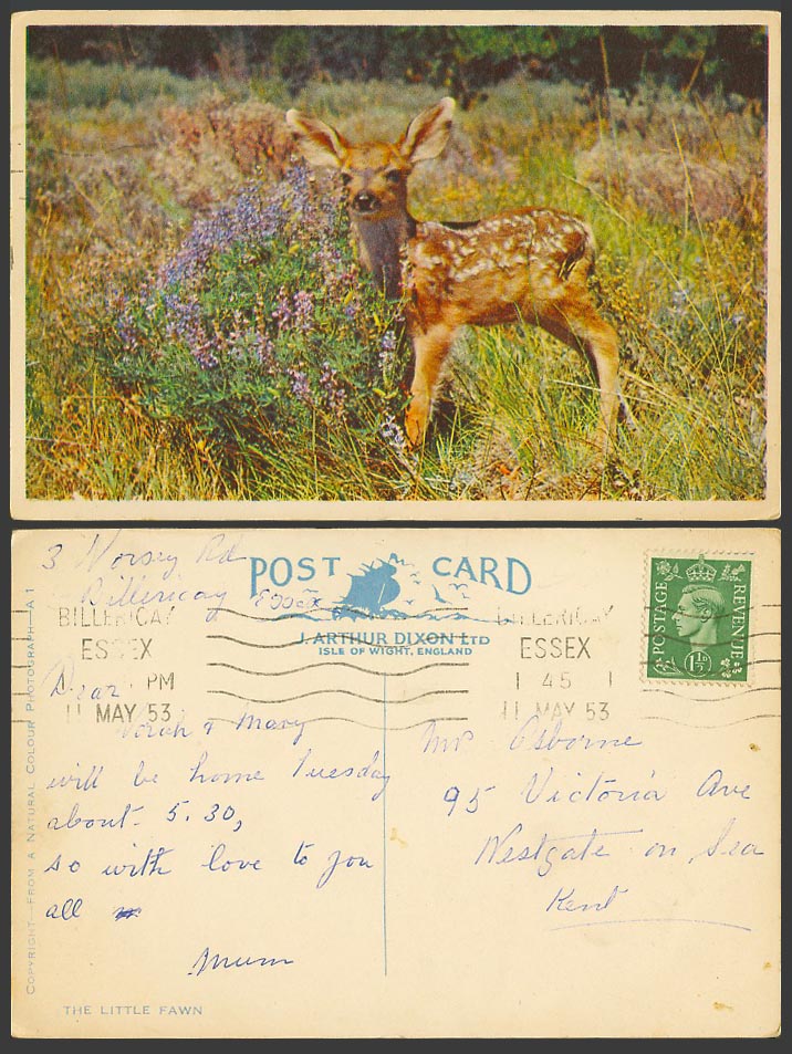 The Little Fawn Baby Deer Flowers Zoo Animal KG6 1 1/2d 1953 Old Colour Postcard