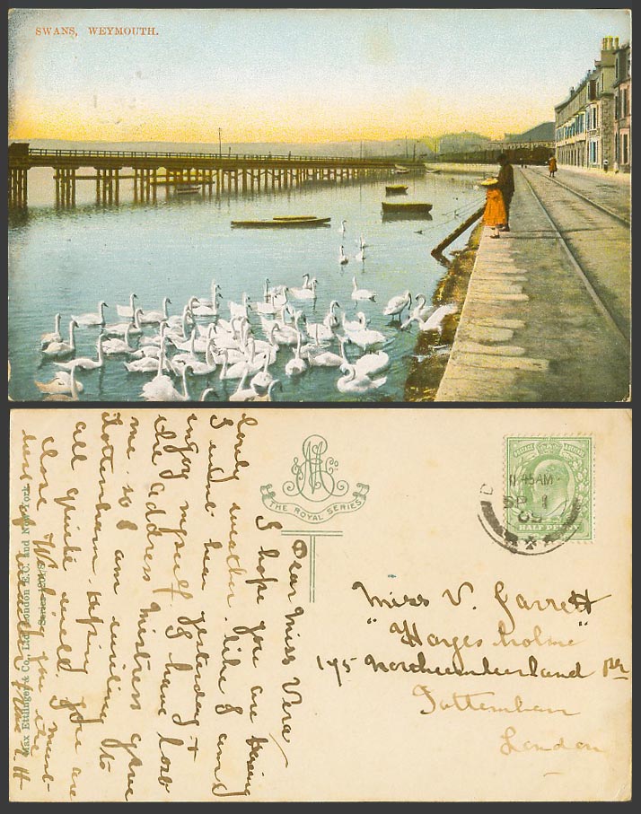 Weymouth 1909 Old Colour Postcard Swan Swans Birds Swannery, Bridge Pier, Dorset