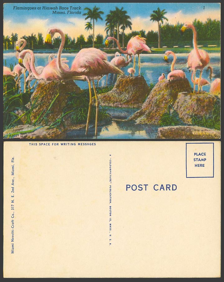Flamingoes at Hialeah Race Track, Miami Florida USA, Flamingo Birds Old Postcard