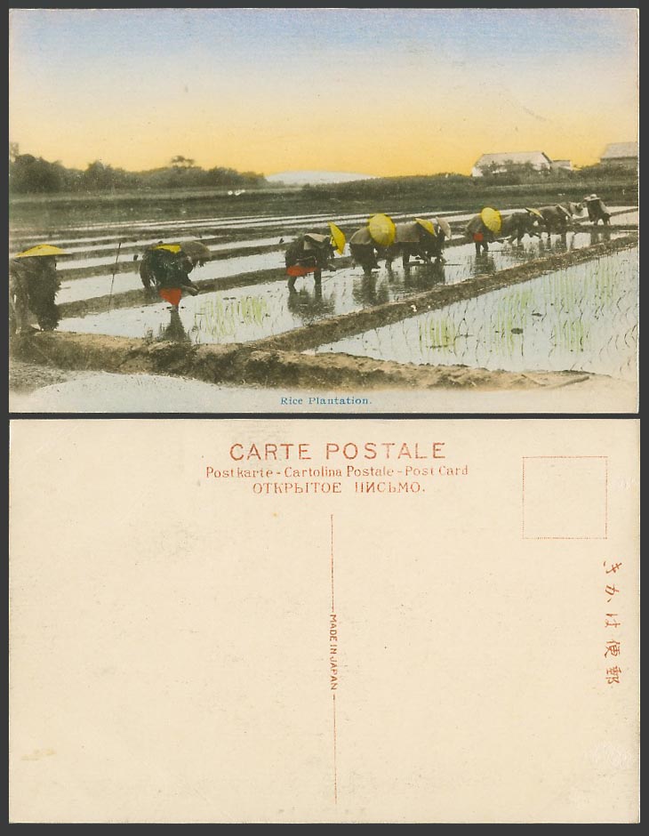 Japan Old Hand Tinted Postcard Farmers at Work in Paddy Fields, Rice Plantation