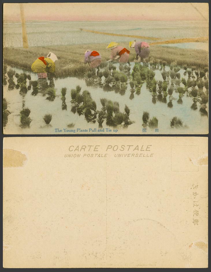 Japan Old Hand Tinted Postcard Farmers Young Plants Pull, Tie Up Paddy Fields 田採