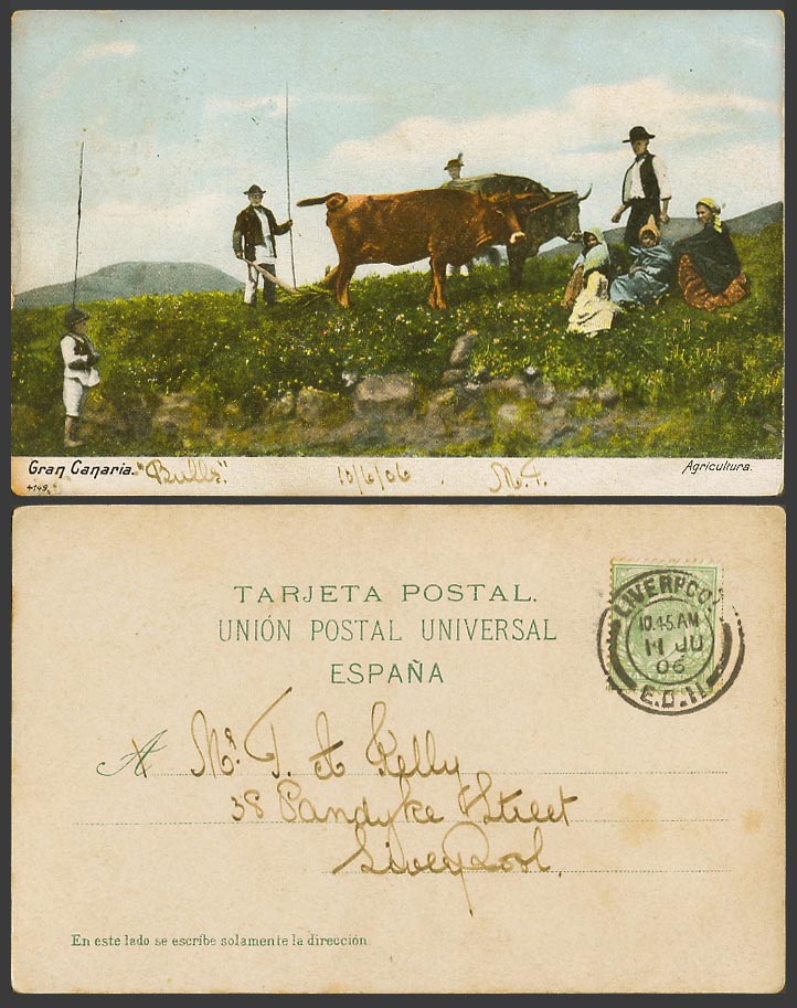 Spain 1906 Old Postcard Gran Canaria Agriculture Farmers Cattle Ploughing Fields