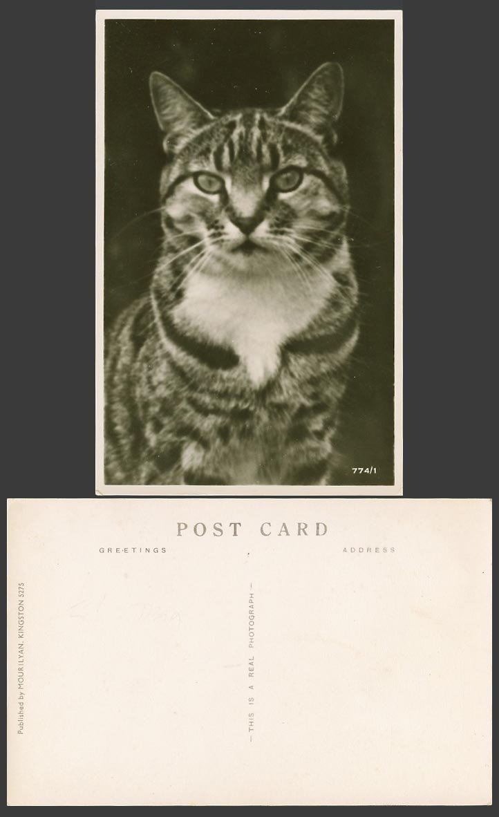 Cat Kitten Pet Animal Old Real Photograph Postcard Mourilyan Kingston 5275 774/1