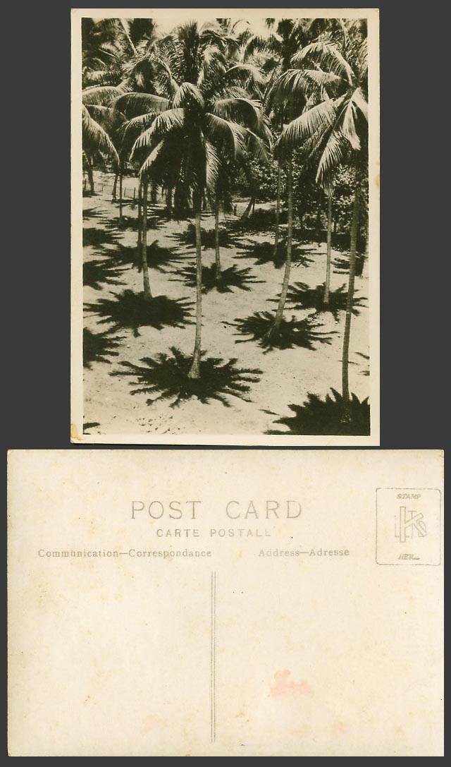 Singapore Smaller Old Real Photo Postcard Palm Trees with Shadows, Malay Malaya