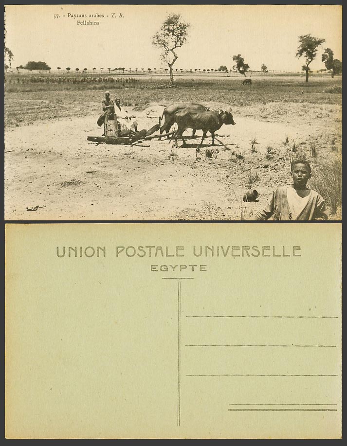 Egypt Old Postcard Paysans Arabes Fellahins Boy Peasant Farmers Cattle Ploughing