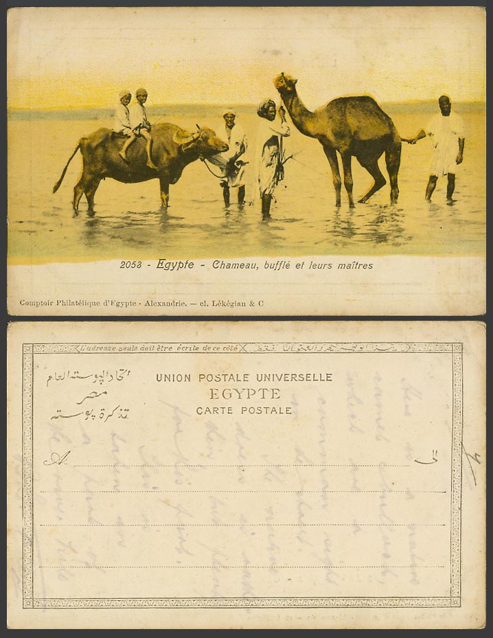 Egypt Old Colour UB Postcard Chameau buffle et leurs maitres, Boys Buffalo Camel