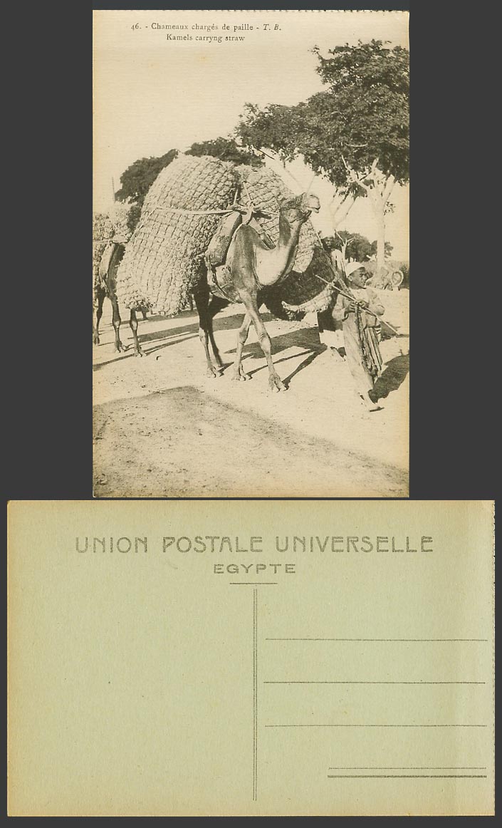 Egypt Old Postcard Kamels Camels Carrying Straw Chameaux charges de Paille TB 46
