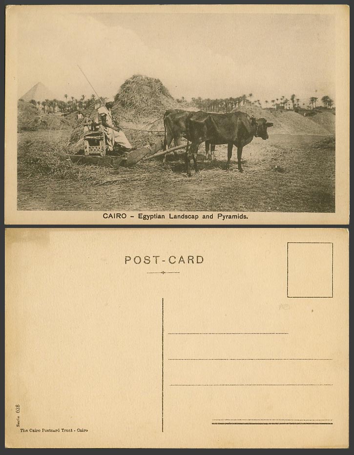 Egypt Old Postcard Cairo Egyptian Landscape and Pyramids Farmer Cattle Ploughing