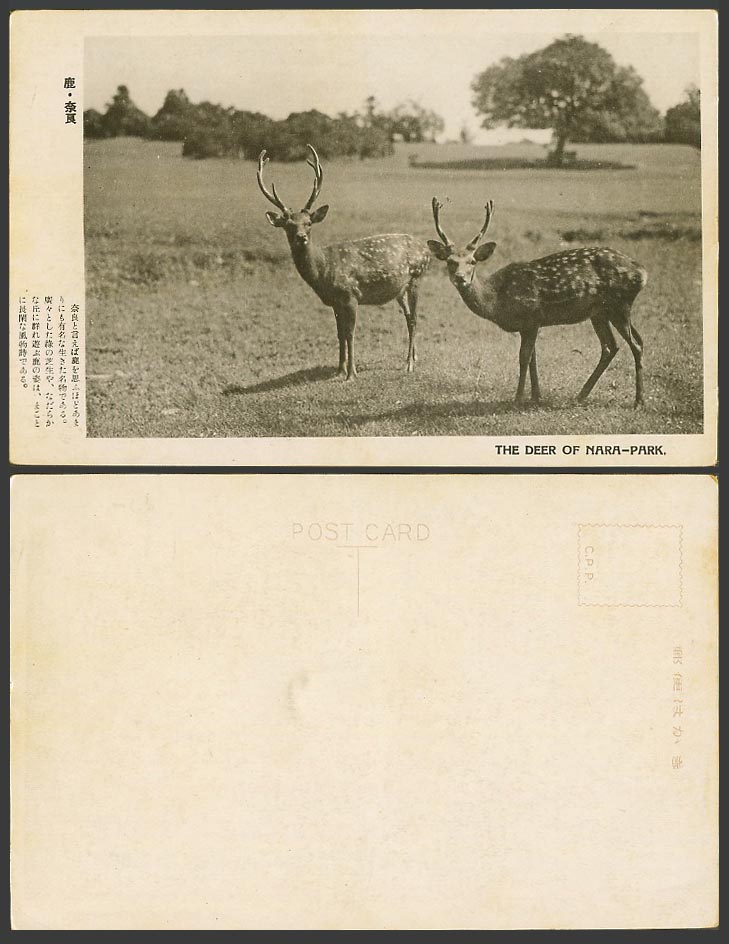 Japan Old Postcard The Deer of Park Nara Stag Japanese Animals 鹿 奈良 公園